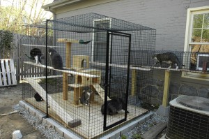 catio